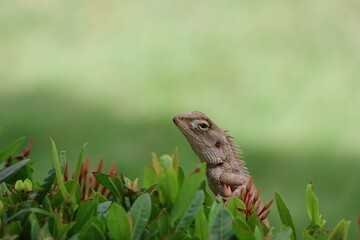 lizard on the grass