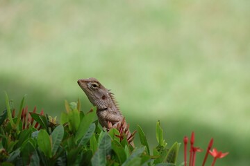 lizard on the grass