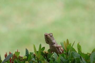 lizard on the grass