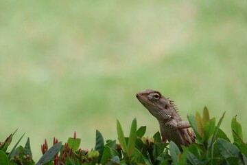 Obraz premium lizard on the grass