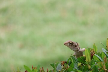 frog sitting on the grass