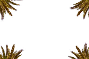palm branches in the corners on white background