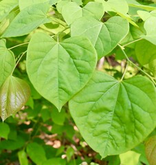 A close view of the green leaves on the tree branch.