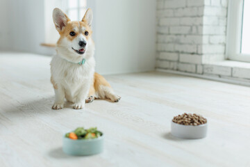 The dog eats food with vitamins. - 625188188