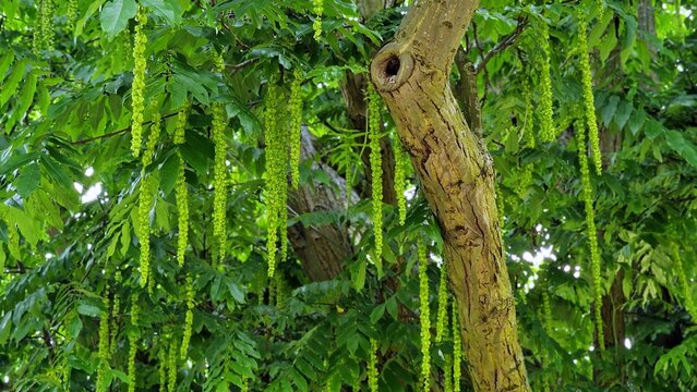 Branches with flowering catkins of Caucasian Walnut or Pterocarya Fraxinifolia tree.