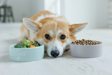The dog eats food with vitamins. - 625189174