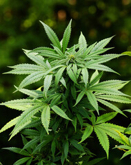 Indoor Cannabis Greenery