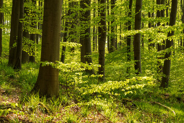 Light flooded forest with huge beech trees and fresh green foliage in spring, Weserbergland, Germany