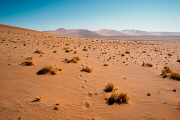 red sands desert