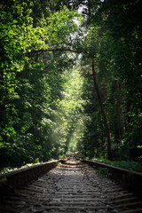 abandoned forest rail road in summer forest