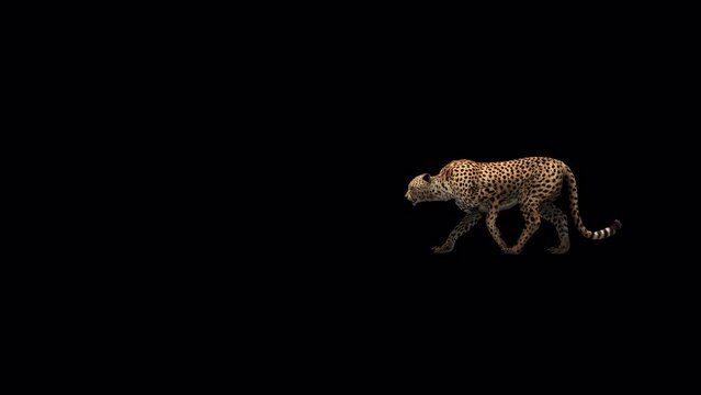 Cheetah Walking Animation with transparent (alpha) background