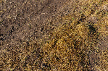 A field with cereals in the summer