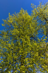 Obraz premium green young foliage of spring lime trees