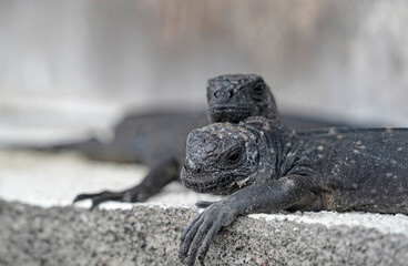 Two very young marine iguanas, Isabela Island, Galapagos 