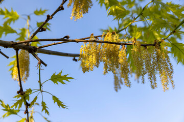 young spring oak foliage and oak flowers during flowering