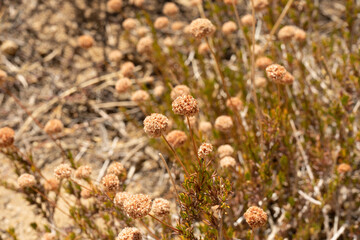 desert dry flowers