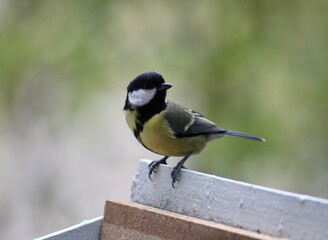 Tit sits on the balcony