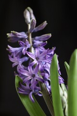 close up of hyacinth