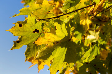 Maple tree foliage in autumn
