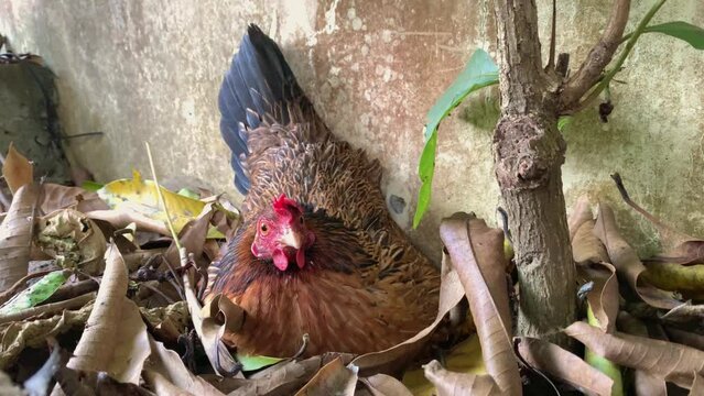 laying hen incubating in a soil of dried leaves.