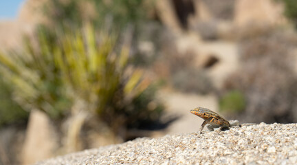 close-up photography of lizard