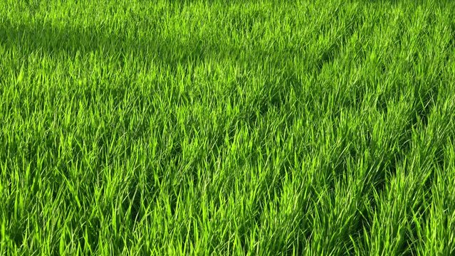 Summer paddy fields, rice swaying in the wind, agriculture