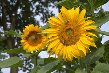 sunflower and bee