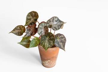Fototapeta premium Closeup view of small rhizomatous begonia in clay pot with green, silver and dark red foliage isolated on white background