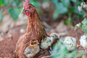 The background of chicken species, animals that are grouped together and are blurred by the movement to find food, popular for sale or propagation on farms