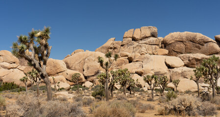 joshua tree national park country