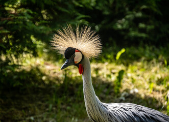 Fototapeta premium beautiful bright bird with an unusual color close-up