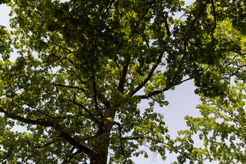 Forest with different trees in summer