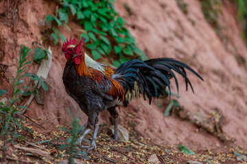 The background of chicken species, animals that are grouped together and are blurred by the movement to find food, popular for sale or propagation on farms