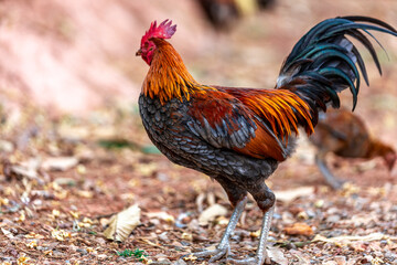 The background of chicken species, animals that are grouped together and are blurred by the movement to find food, popular for sale or propagation on farms