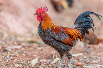 The background of chicken species, animals that are grouped together and are blurred by the movement to find food, popular for sale or propagation on farms