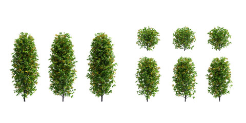 dicut nine plants for editors.