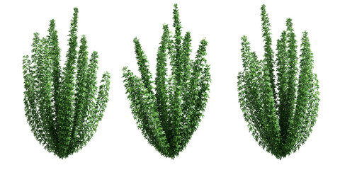 dicut three plants for editors.