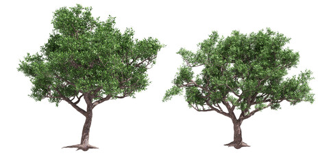 dicut two tree for editors.