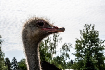 fluffy ostrich head close-up in natural conditions on a summer day