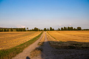 Fototapeta na wymiar Panorama of a dirt road with trees