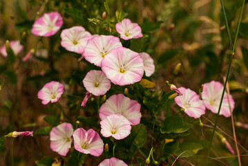 Group of pink field bindweed blossoms (Convolvulus arvensis)