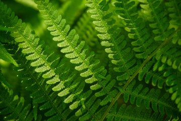 Full frame close-up of a green fern frond, suitable as a natural green background texture
