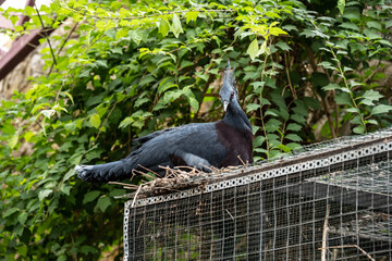 beautiful and bright bird close-up in natural conditions on a summer day