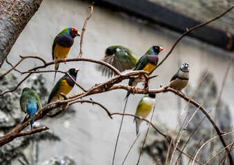 beautiful and bright bird close-up in natural conditions on a summer day