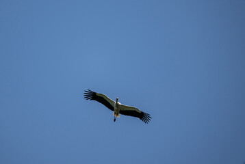 beautiful stork close-up in natural conditions on a summer day