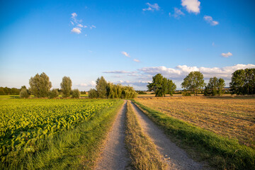 Panorama of a dirt road with trees