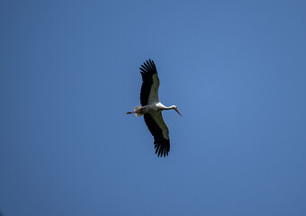 beautiful stork close-up in natural conditions on a summer day