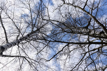 tall old birch during flowering and without foliage