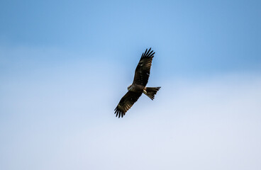 black kite close-up in natural conditions on a summer day