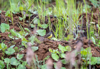 Naklejka na ściany i meble yellow-breasted bunting bird in natural conditions on a summer day